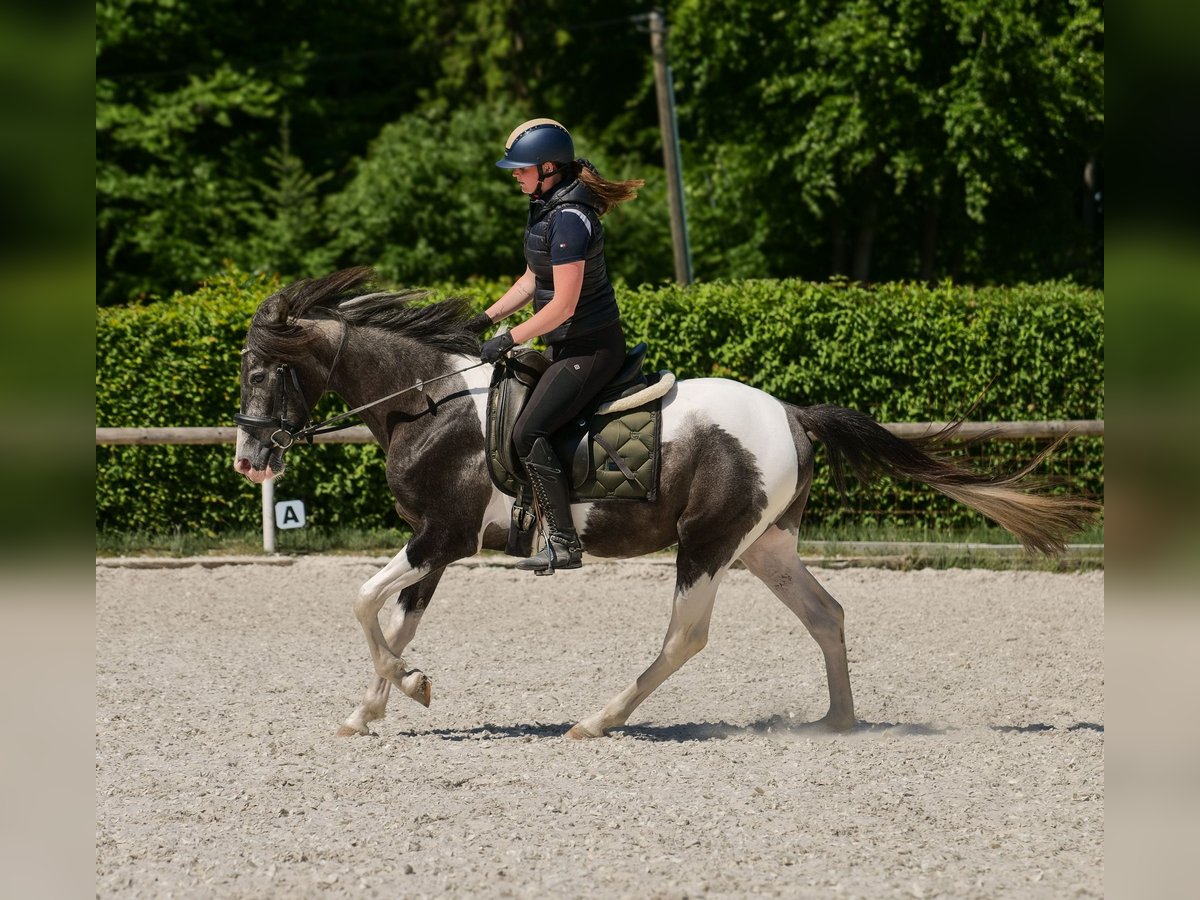 Andalusier Wallach 3 Jahre 148 cm Schecke in Neustadt (Wied)