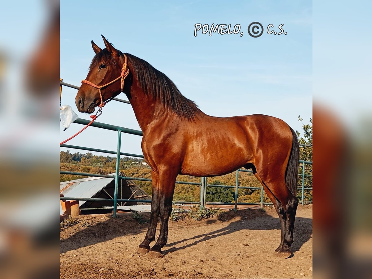 Andalusier Wallach 3 Jahre 156 cm Brauner in Chiclana de la Frontera Andalusier Wallach 3 Jahre 156 cm Brauner in Chiclana de la Frontera