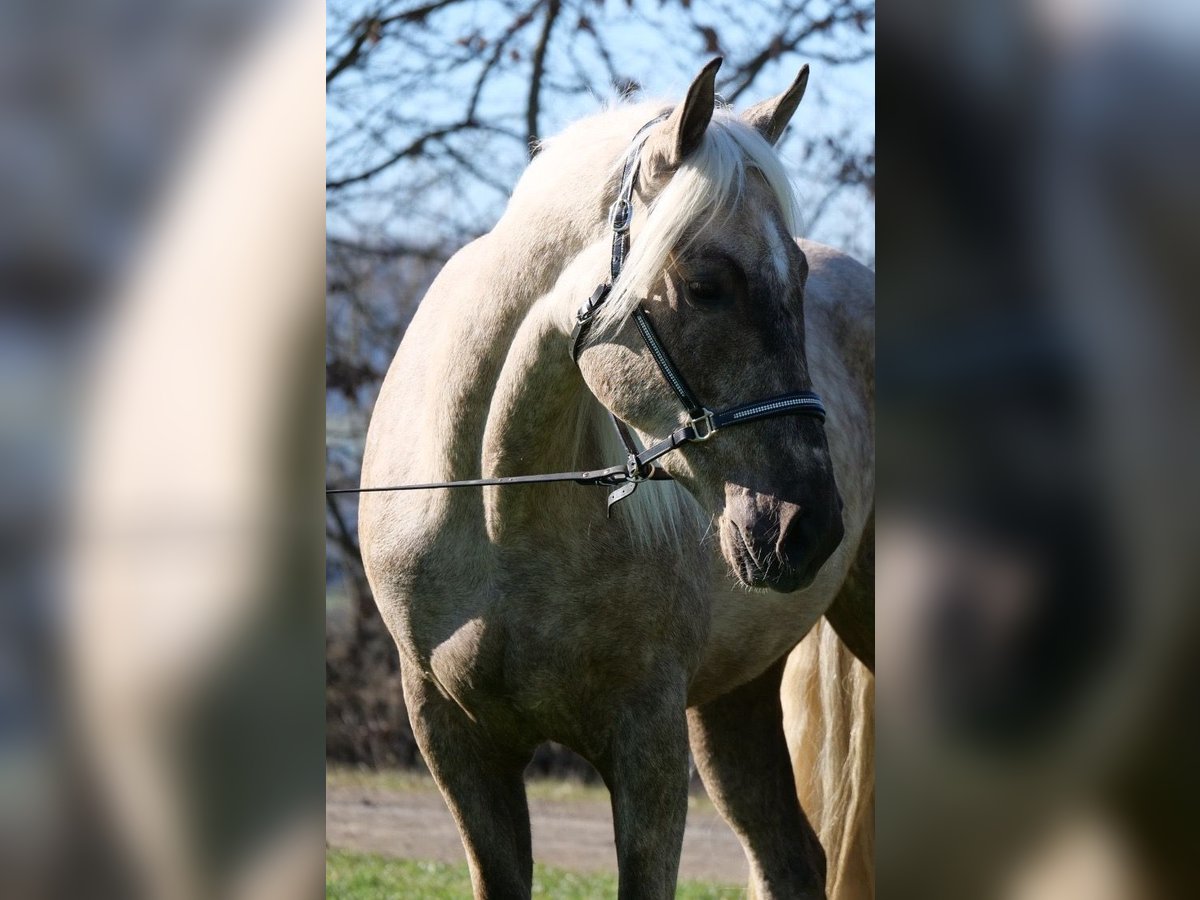 Andalusier Mix Wallach 3 Jahre 158 cm Palomino in Galenberg