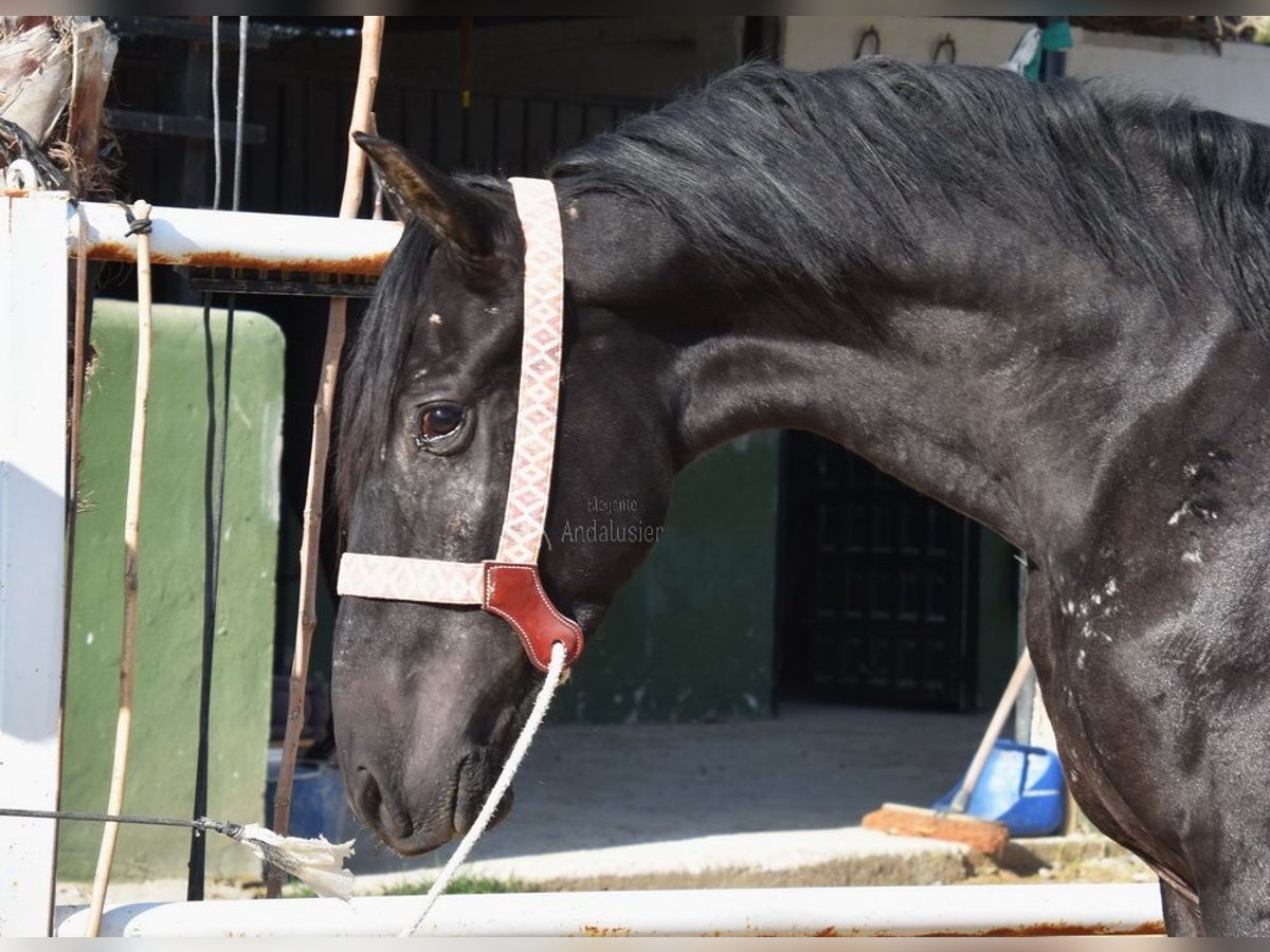 Andalusier Wallach 3 Jahre 160 cm Rappe in Provinz Malaga