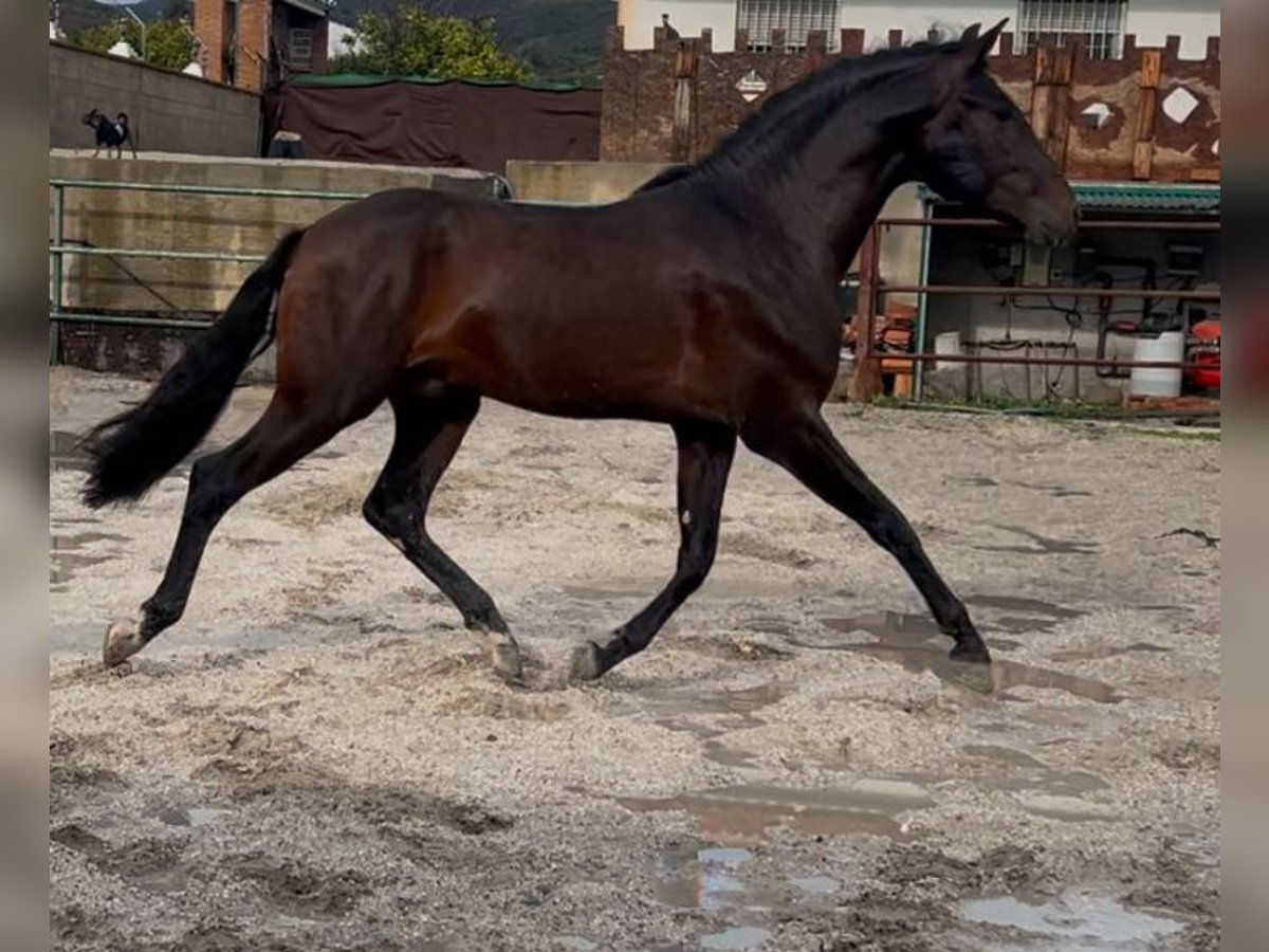 Andalusier Wallach 3 Jahre 166 cm Brauner in Pizarra