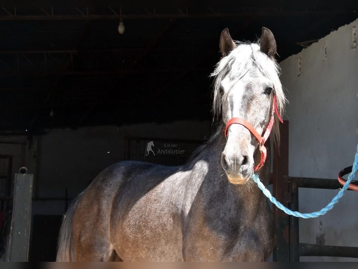 Andalusier Wallach 4 Jahre 153 cm Schimmel in Miralvalles
