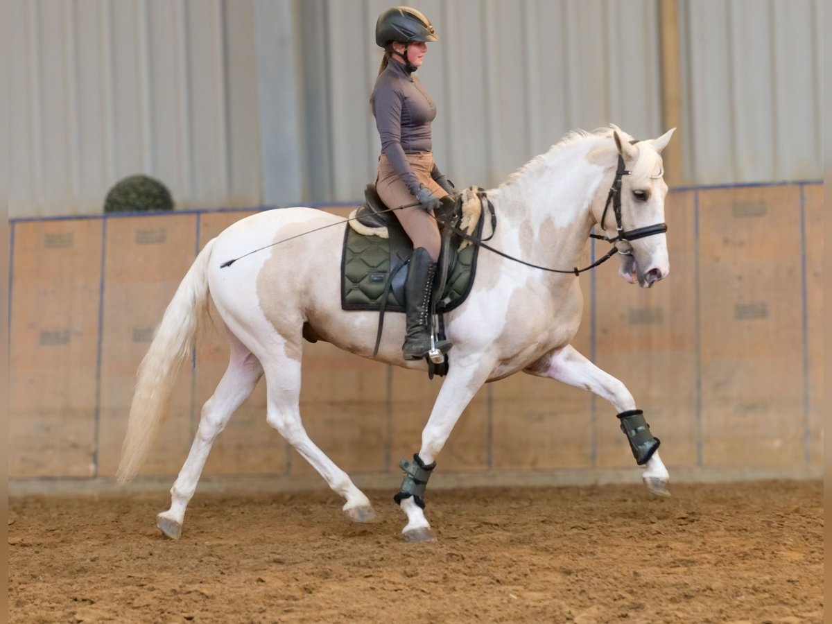 Andalusier Wallach 4 Jahre 154 cm Schecke in Neustadt (Wied)