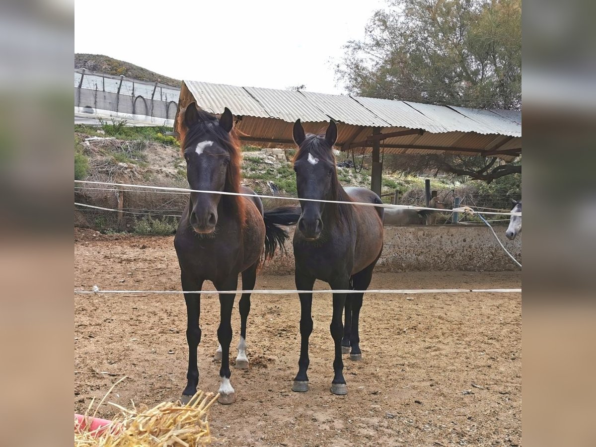 Andalusier Wallach 4 Jahre 155 cm Rappe in Adra Almeria