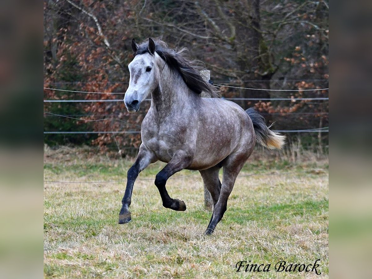 Andalusier Wallach 4 Jahre 155 cm Schimmel in Wiebelsheim