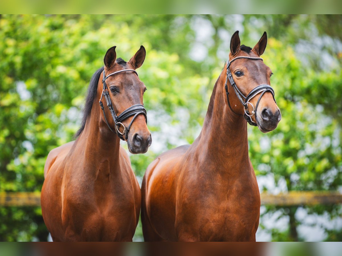 Andalusier Wallach 4 Jahre 156 cm Brauner in Sm