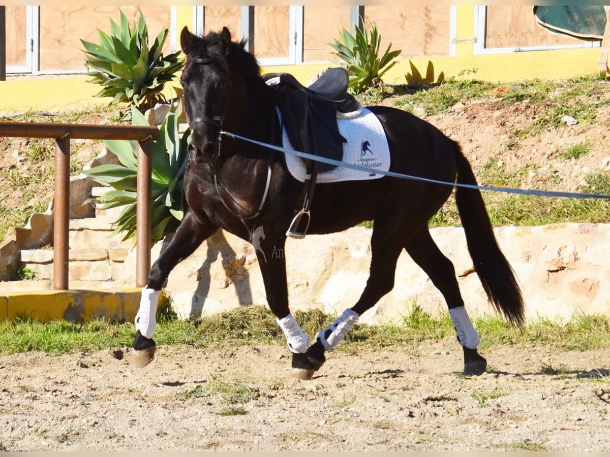 Andalusier Wallach 4 Jahre 157 cm Rappe in Provinz Malaga