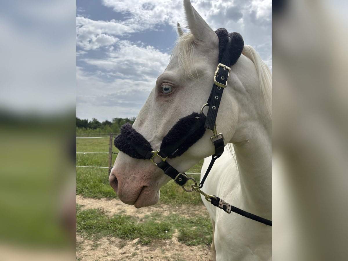 Andalusier Wallach 4 Jahre 160 cm Cremello in Vic-le-Fesq