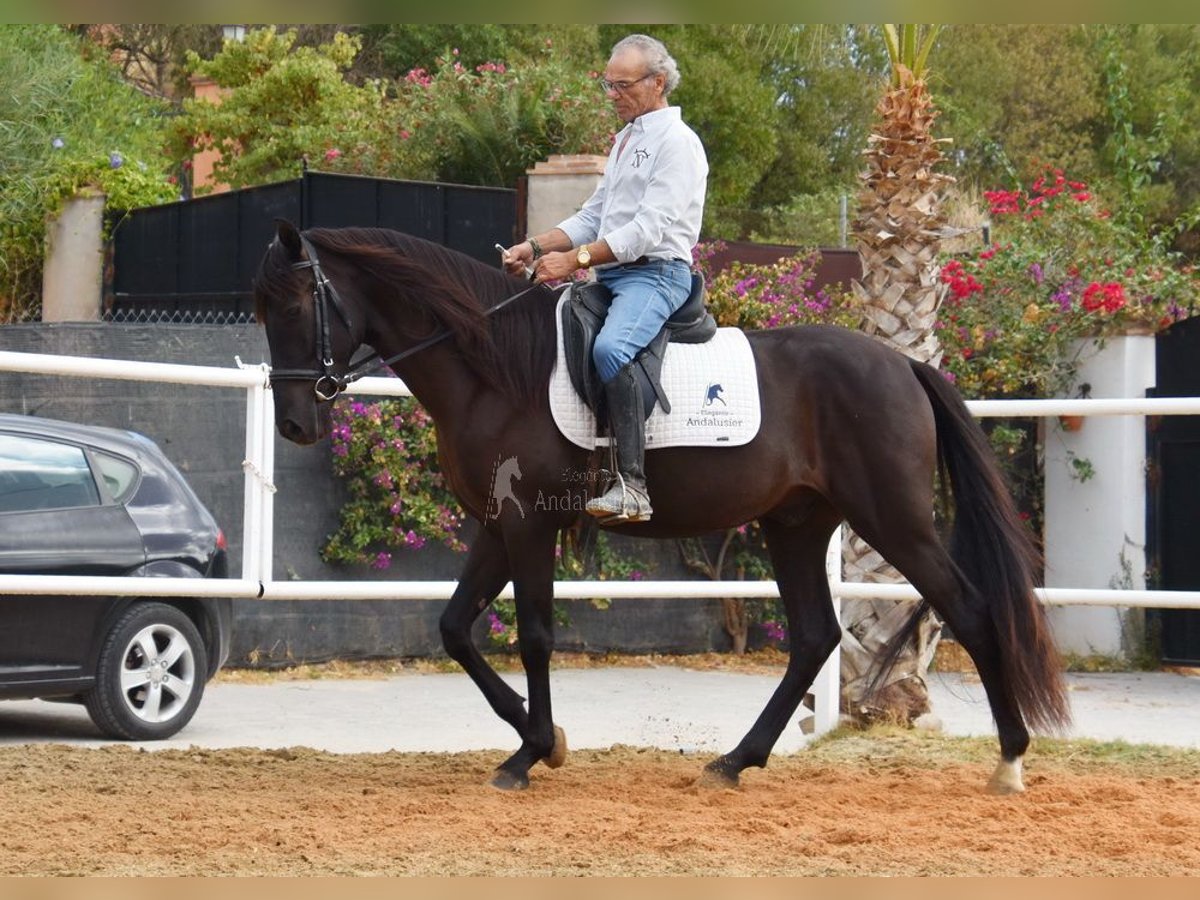 Andalusier Wallach 4 Jahre 160 cm Rappe in Provinz Malaga