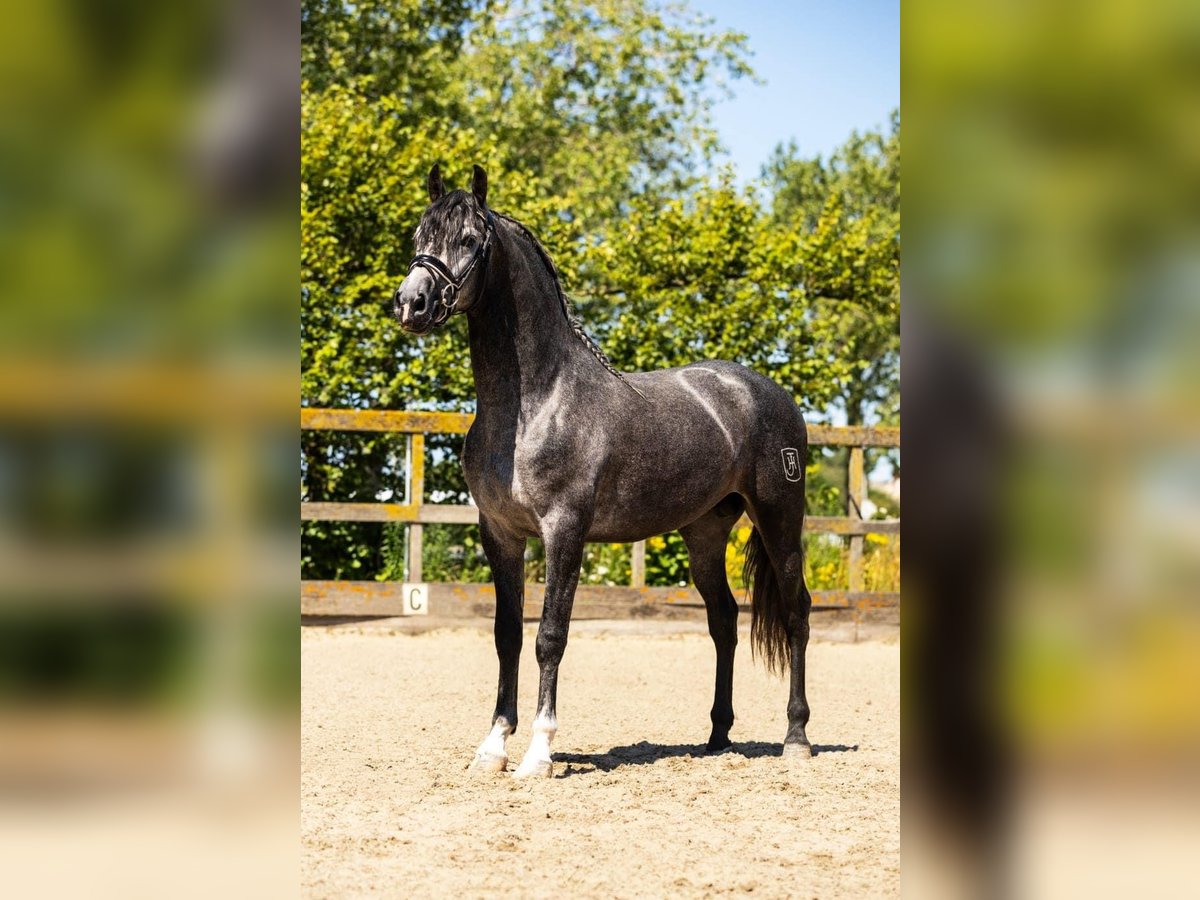 Andalusier Wallach 4 Jahre 162 cm Schimmel in Sm