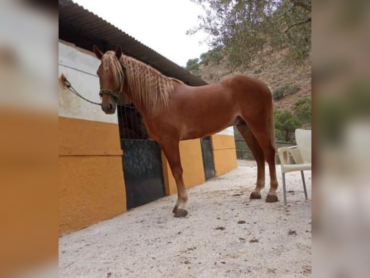 Andalusier Wallach 4 Jahre 165 cm Fuchs in Navalcan