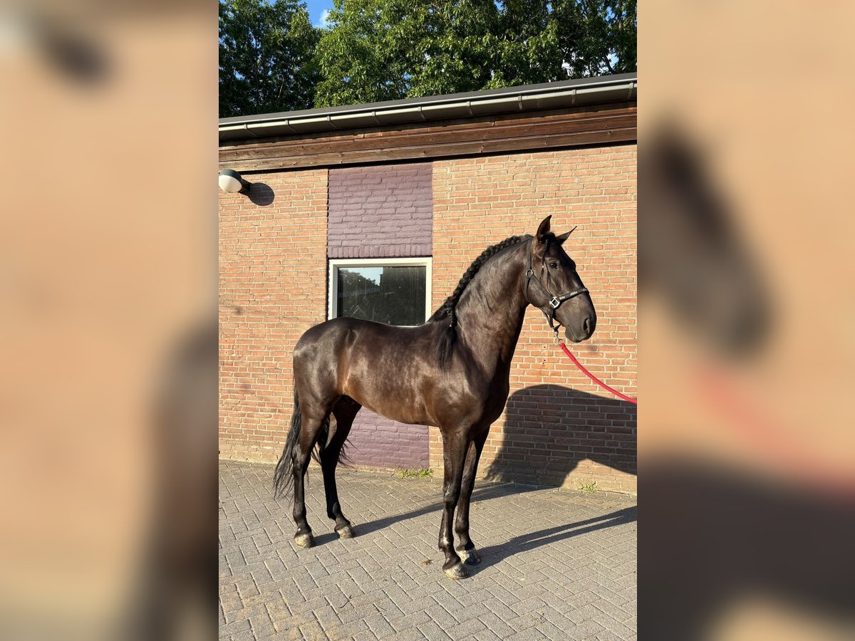 Andalusier Wallach 4 Jahre 165 cm Rappe in Deurne
