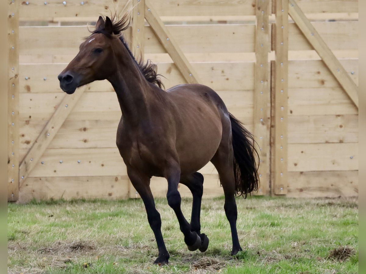 Andalusier Mix Wallach 4 Jahre Brauner in Bissendorf