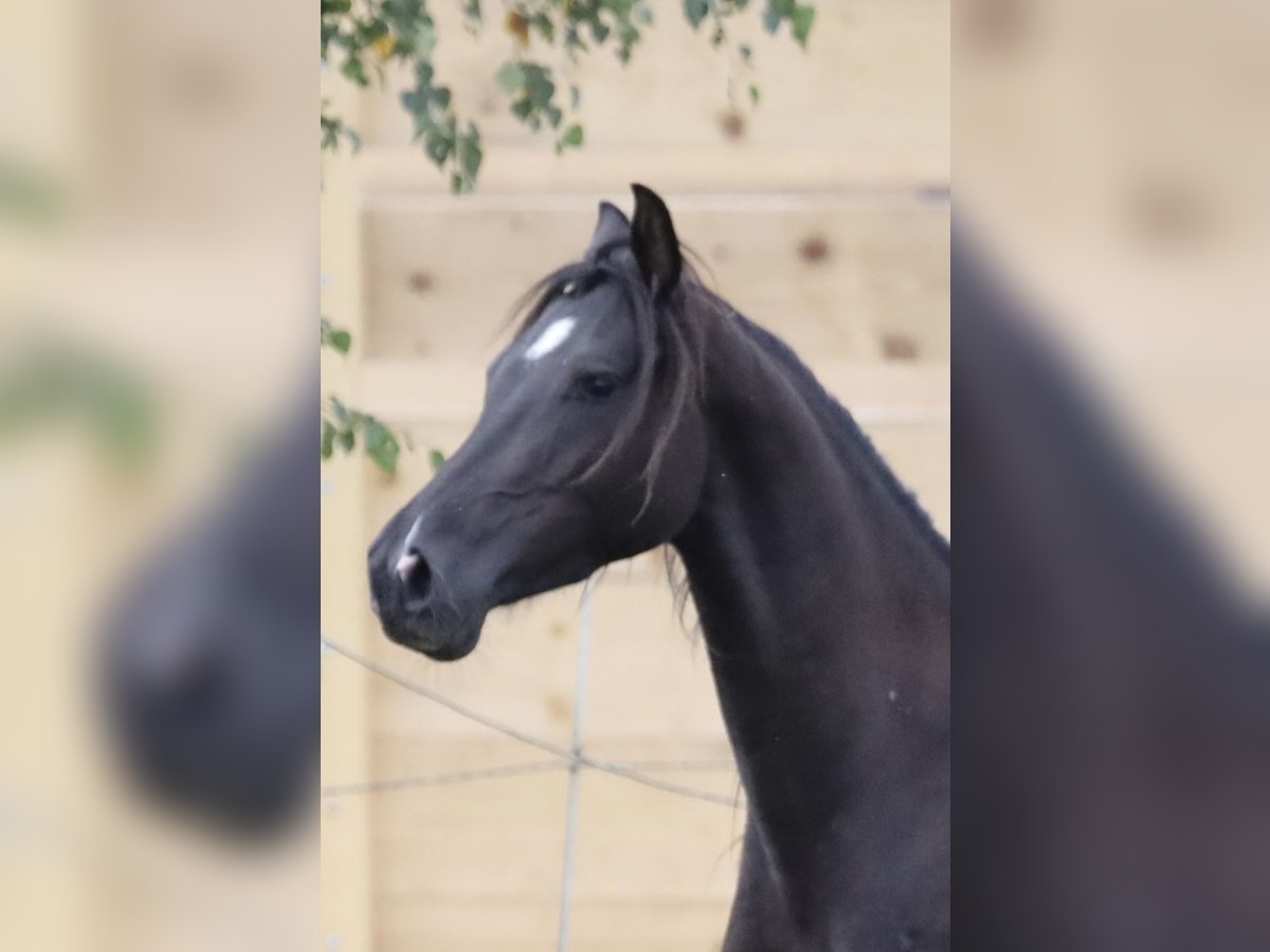 Andalusier Mix Wallach 4 Jahre Dunkelbrauner in Bissendorf