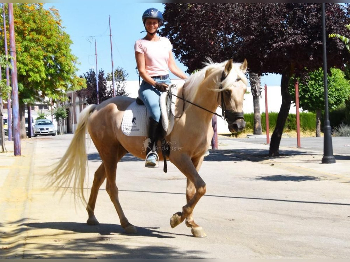 Andalusier Mix Wallach 4 Jahre Palomino in Userin