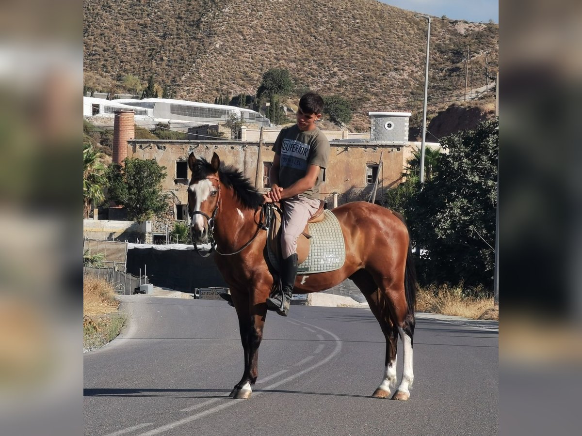 Andalusier Mix Wallach 5 Jahre 145 cm Schecke in Adra Almeria