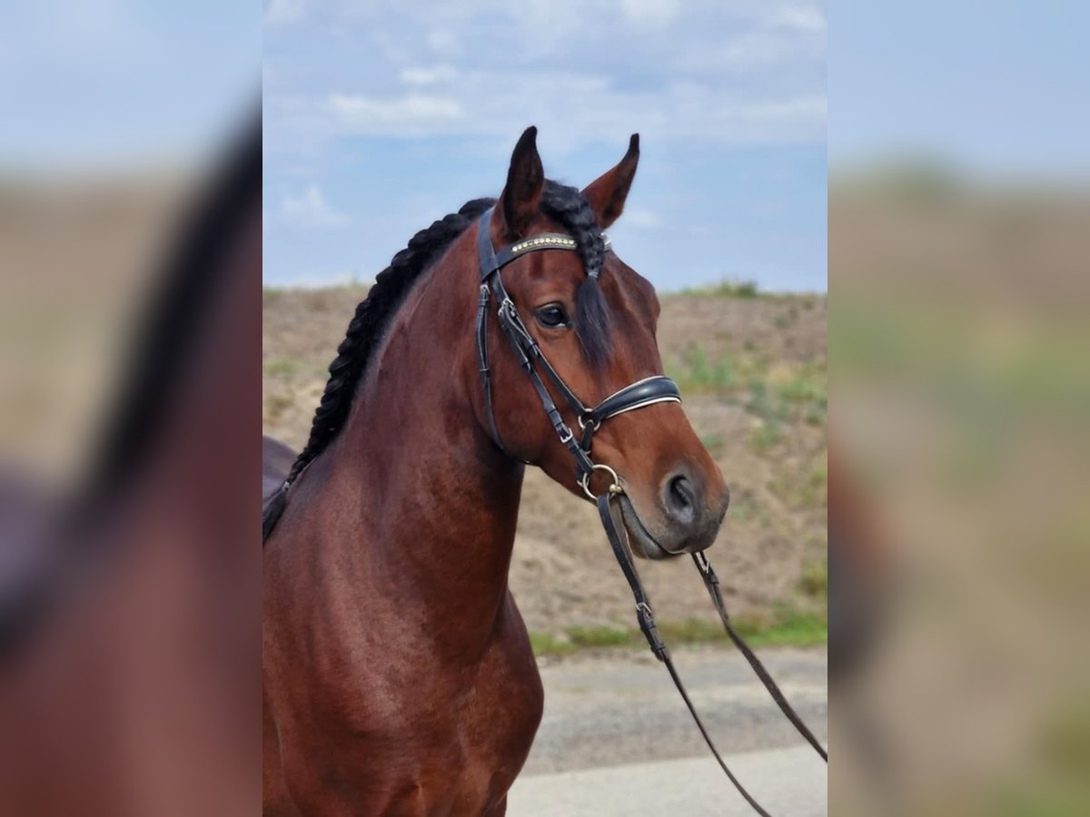 Andalusier Mix Wallach 5 Jahre 147 cm Brauner in Szarvas