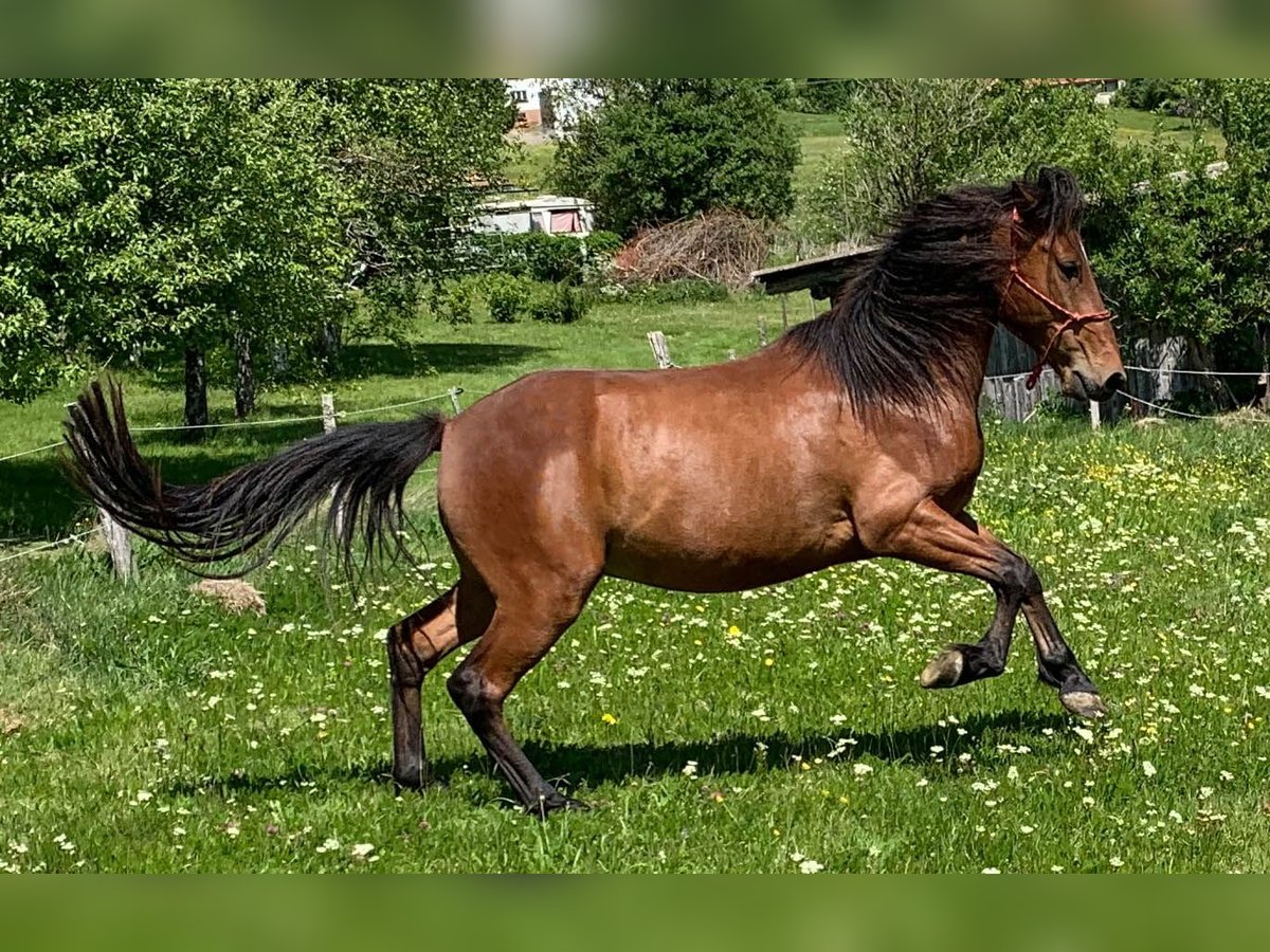 Andalusier Wallach 5 Jahre 150 cm Brauner in Herrischried