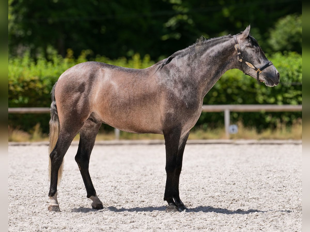 Andalusier Wallach 5 Jahre 155 cm Blauschimmel in Neustadt (Wied)
