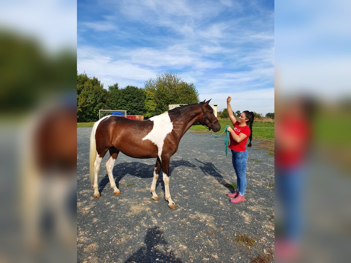 Andalusier Wallach 5 Jahre 156 cm Schecke in Neu-Isenburg