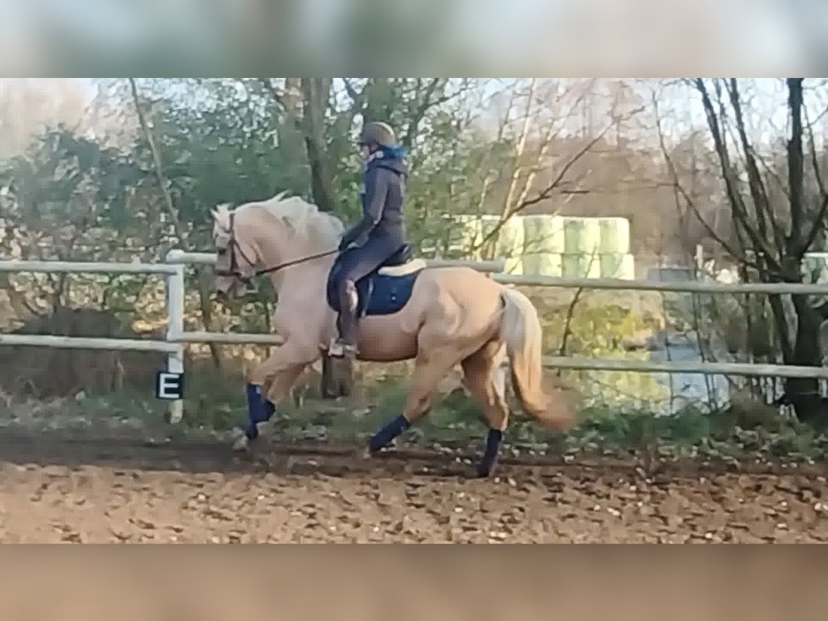 Andalusier Wallach 5 Jahre 157 cm Palomino in Drage
