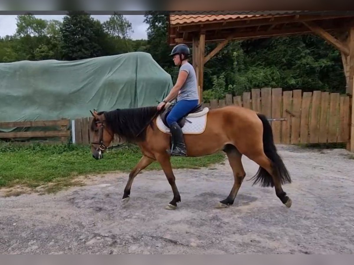 Andalusier Mix Wallach 5 Jahre 158 cm Brauner in Schimberg