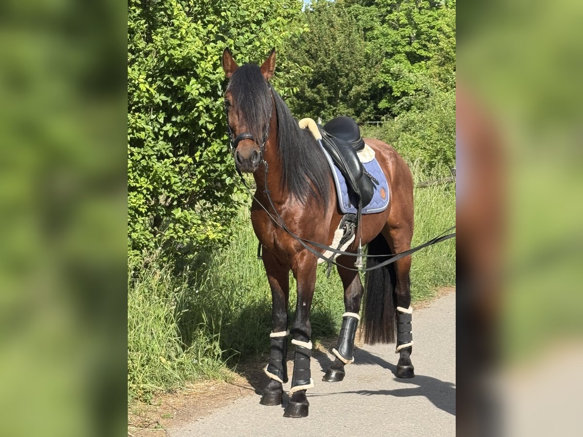 Andalusier Wallach 5 Jahre 160 cm Brauner in Saarbr&#xFC;cken