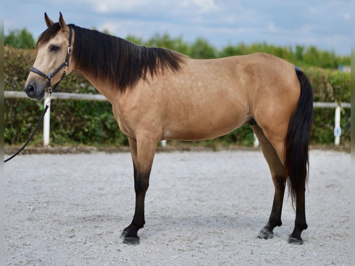 Andalusier Wallach 5 Jahre 160 cm Falbe in Neustadt (Wied)