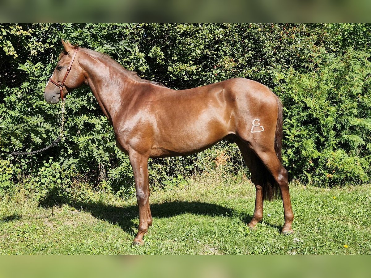 Andalusier Wallach 5 Jahre 160 cm Fuchs in Reinholterode