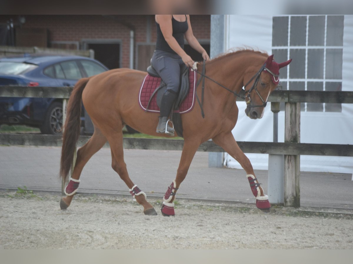 Andalusier Wallach 5 Jahre 162 cm Fuchs in wuustwezel