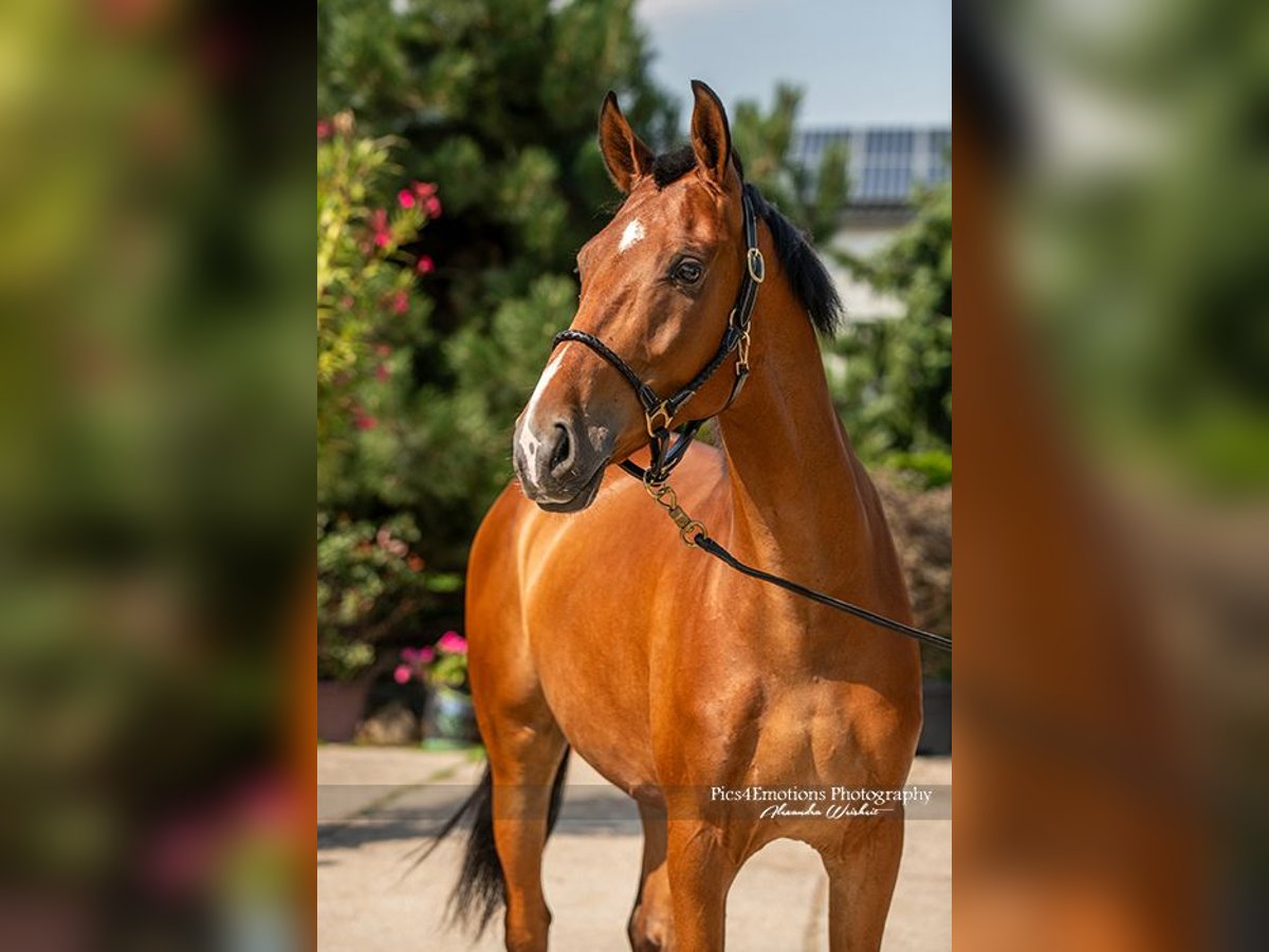 Andalusier Mix Wallach 5 Jahre 163 cm Hellbrauner in Brandis
