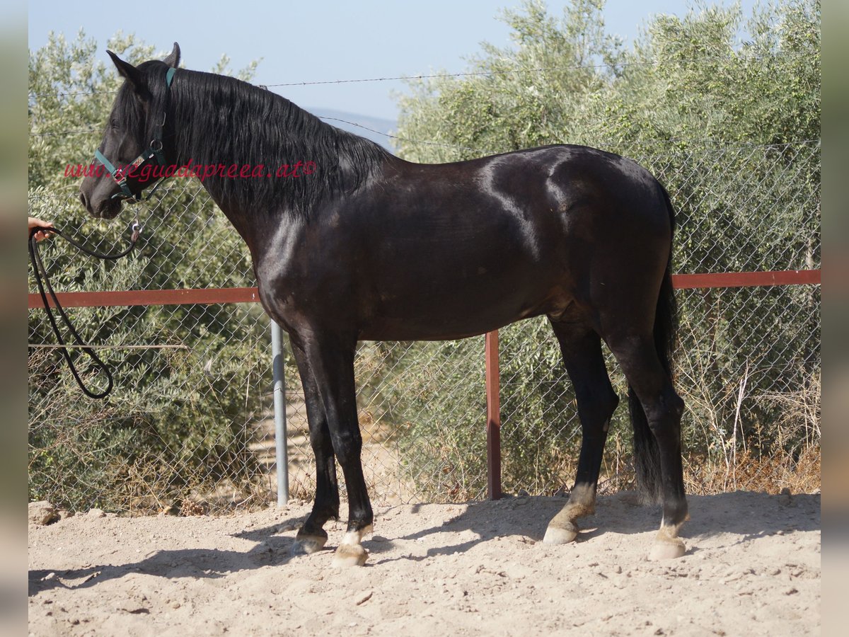 Andalusier Wallach 5 Jahre 166 cm Rappe in Pruna