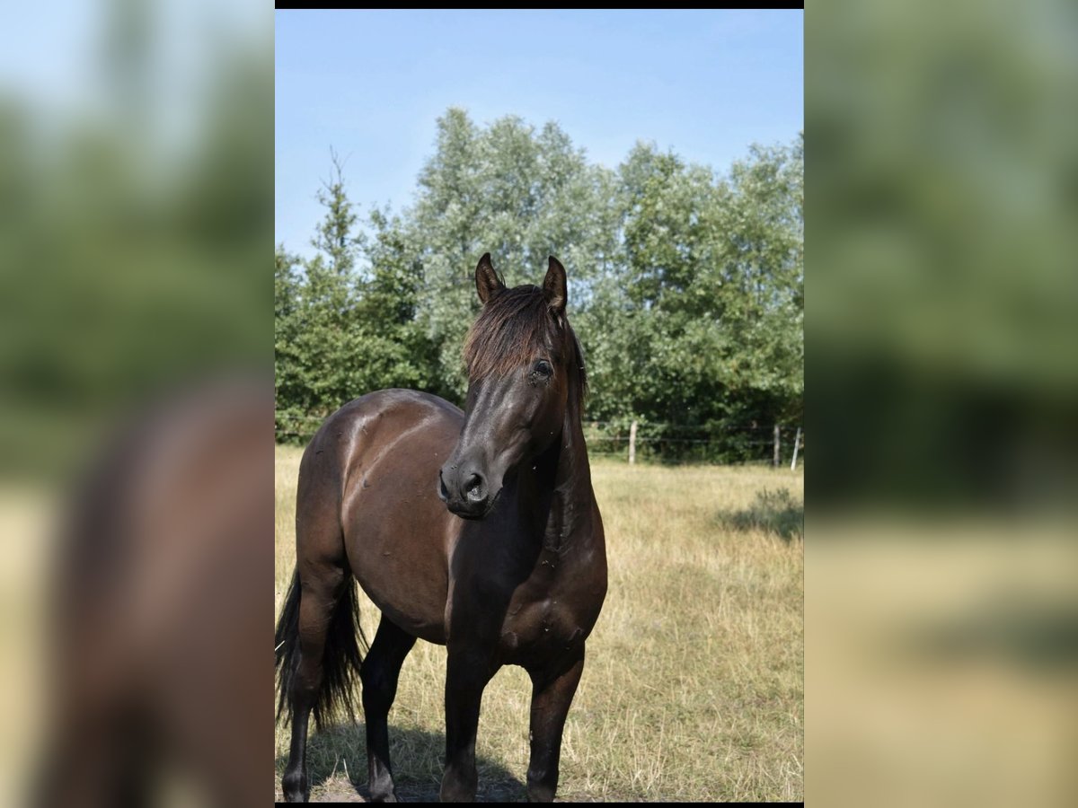 Andalusier Wallach 5 Jahre 168 cm Schwarzbrauner in Blekendorf