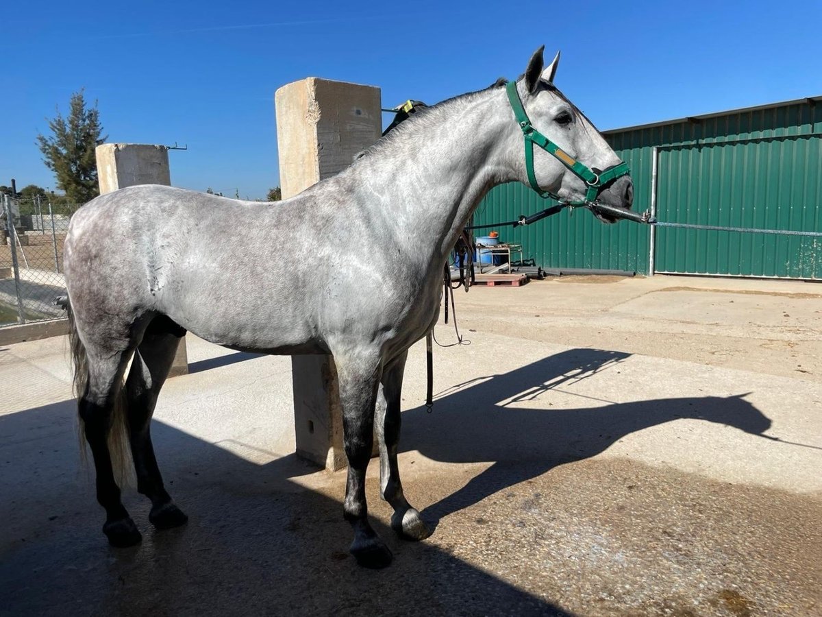 Andalusier Wallach 5 Jahre Schimmel in Alicante/Alacant