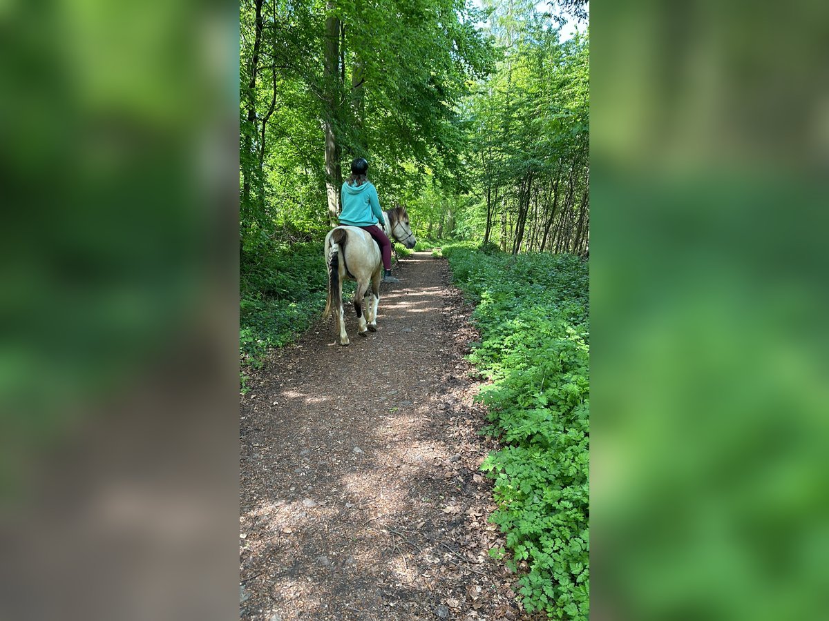 Andalusier Mix Wallach 6 Jahre 148 cm Schecke in Gro&#xDF;-Umstadt