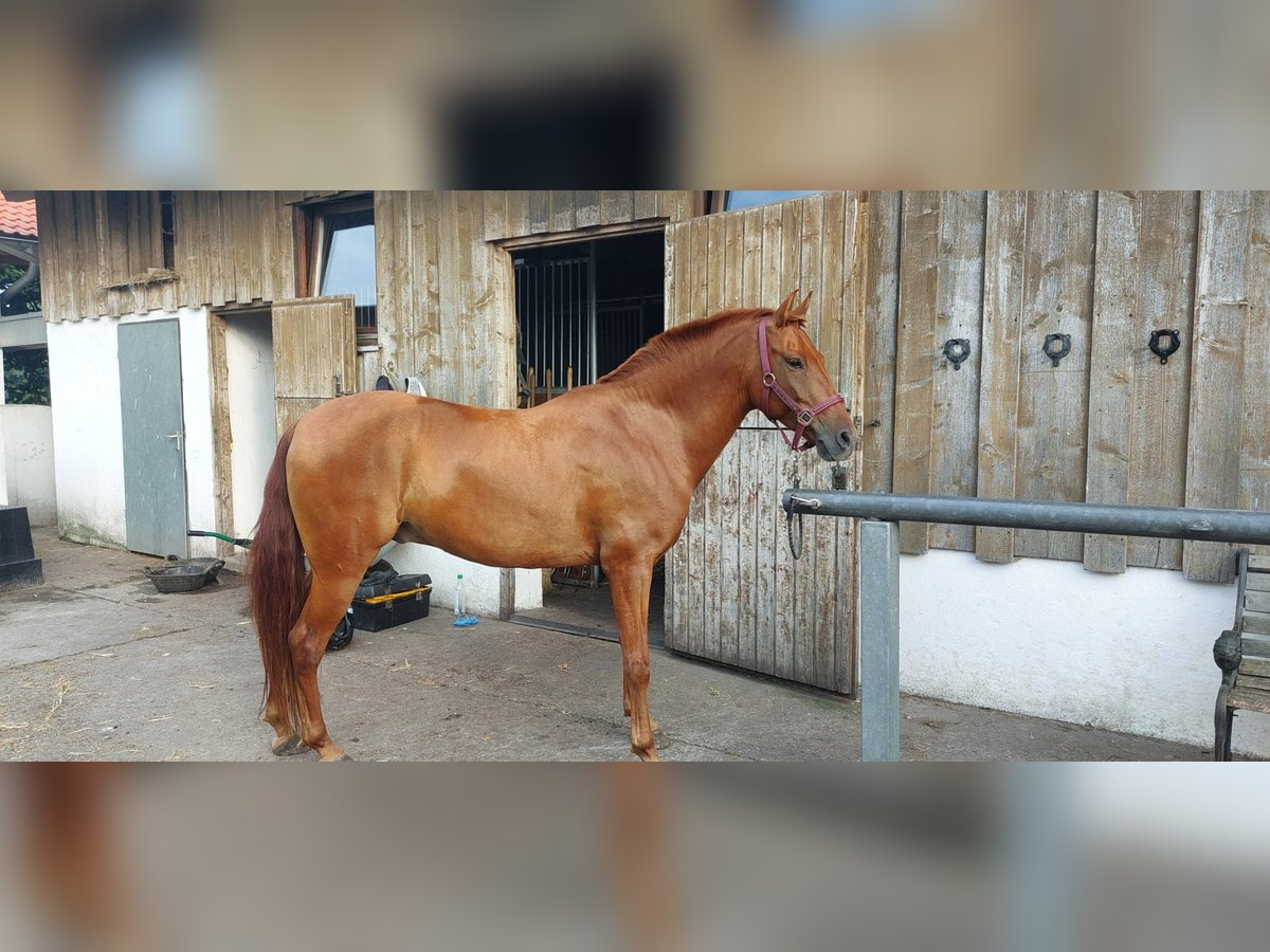 Andalusier Mix Wallach 6 Jahre 151 cm Fuchs in Puchheim