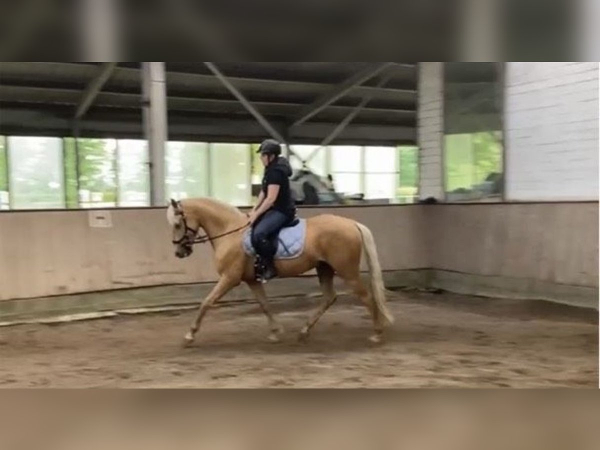 Andalusier Wallach 6 Jahre 152 cm Palomino in Tangstedt