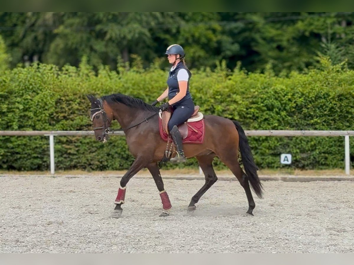 Andalusier Wallach 6 Jahre 153 cm Brauner in Neustadt (Wied)