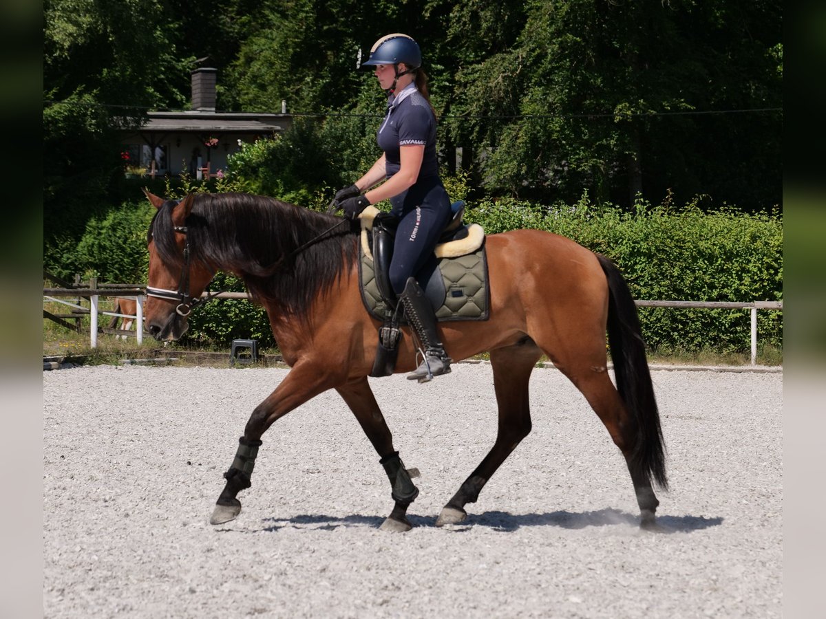 Andalusier Wallach 6 Jahre 160 cm Hellbrauner in Neustadt (Wied)