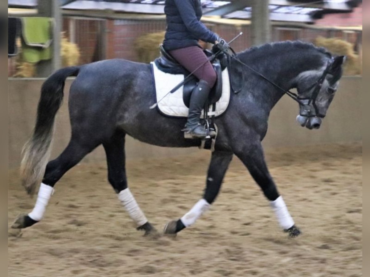 Andalusier Wallach 6 Jahre 165 cm Apfelschimmel in Blomberg