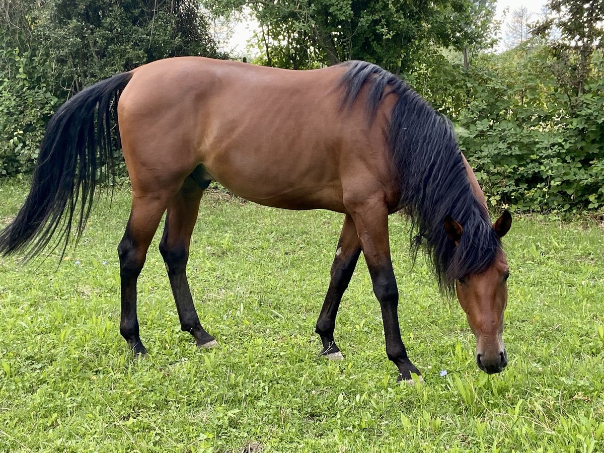 Andalusier Wallach 6 Jahre 170 cm Brauner in Heidesheim am Rhein