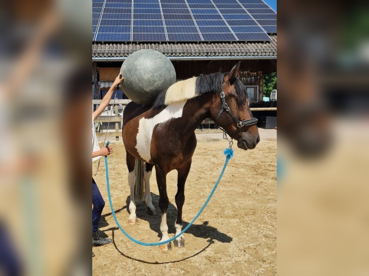 Andalusier Mix Wallach 7 Jahre 148 cm Schecke in Hohenems
