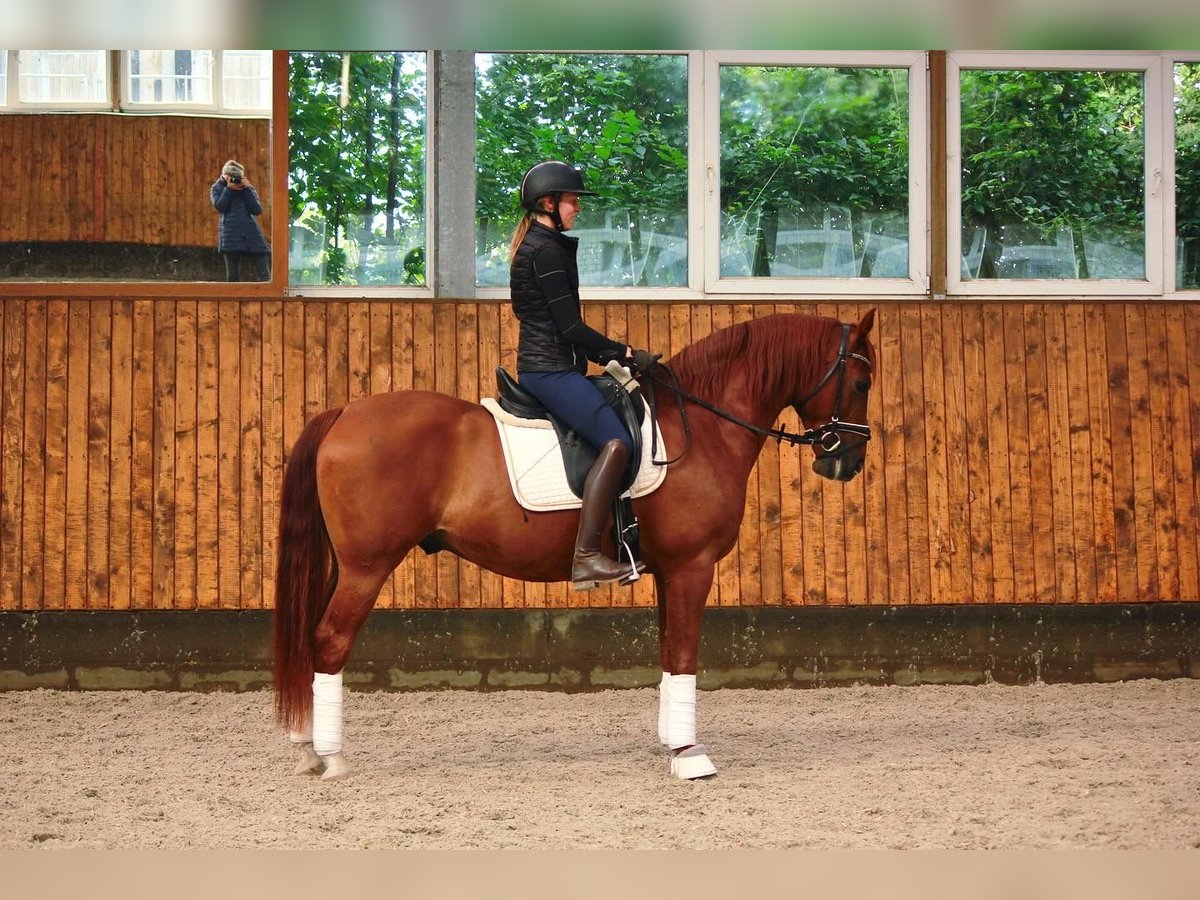 Andalusier Wallach 7 Jahre 150 cm Fuchs in Labenz