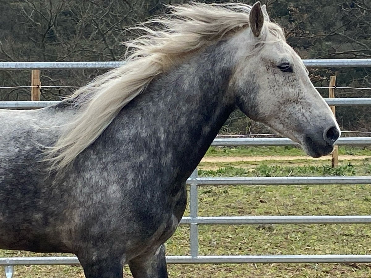 Andalusier Mix Wallach 7 Jahre 152 cm Apfelschimmel in Zerf