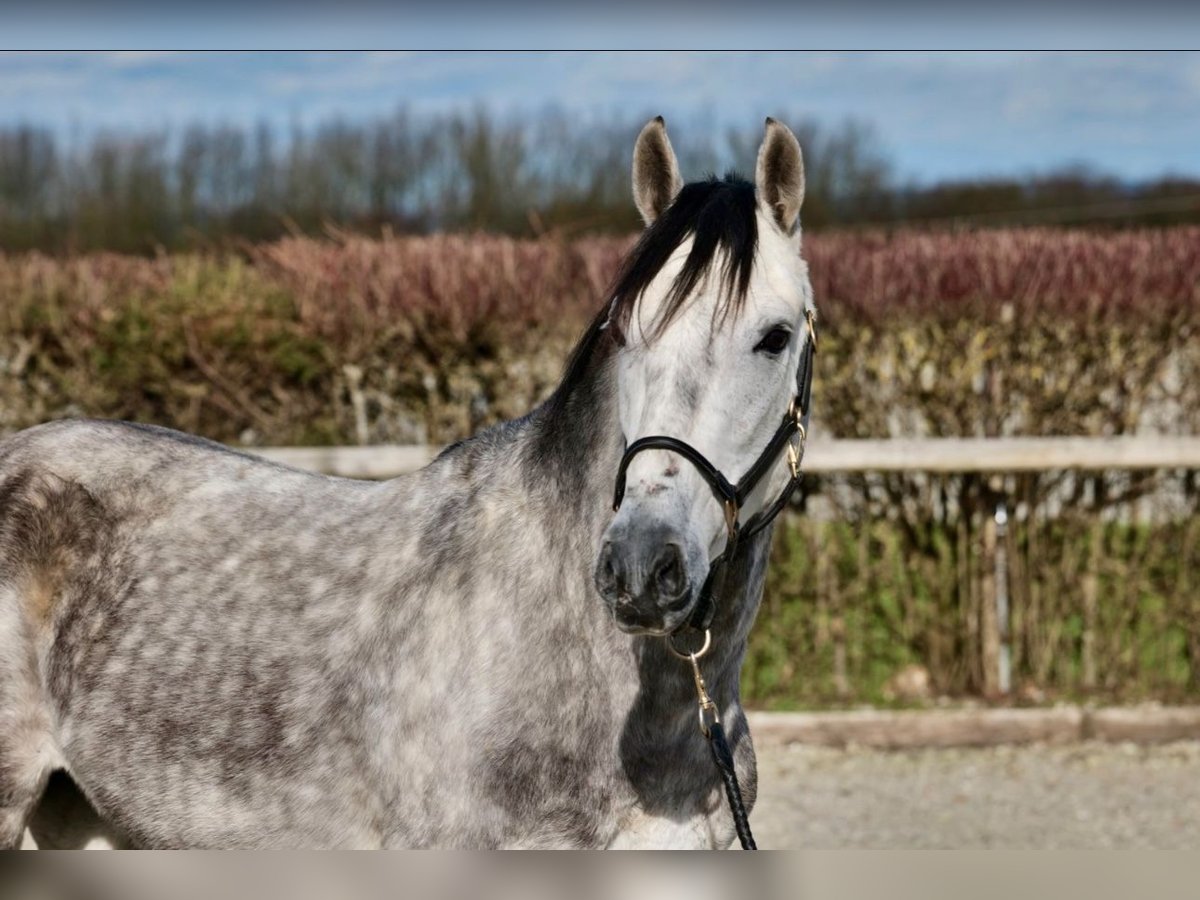 Andalusier Mix Wallach 7 Jahre 155 cm Apfelschimmel in Leinefelde