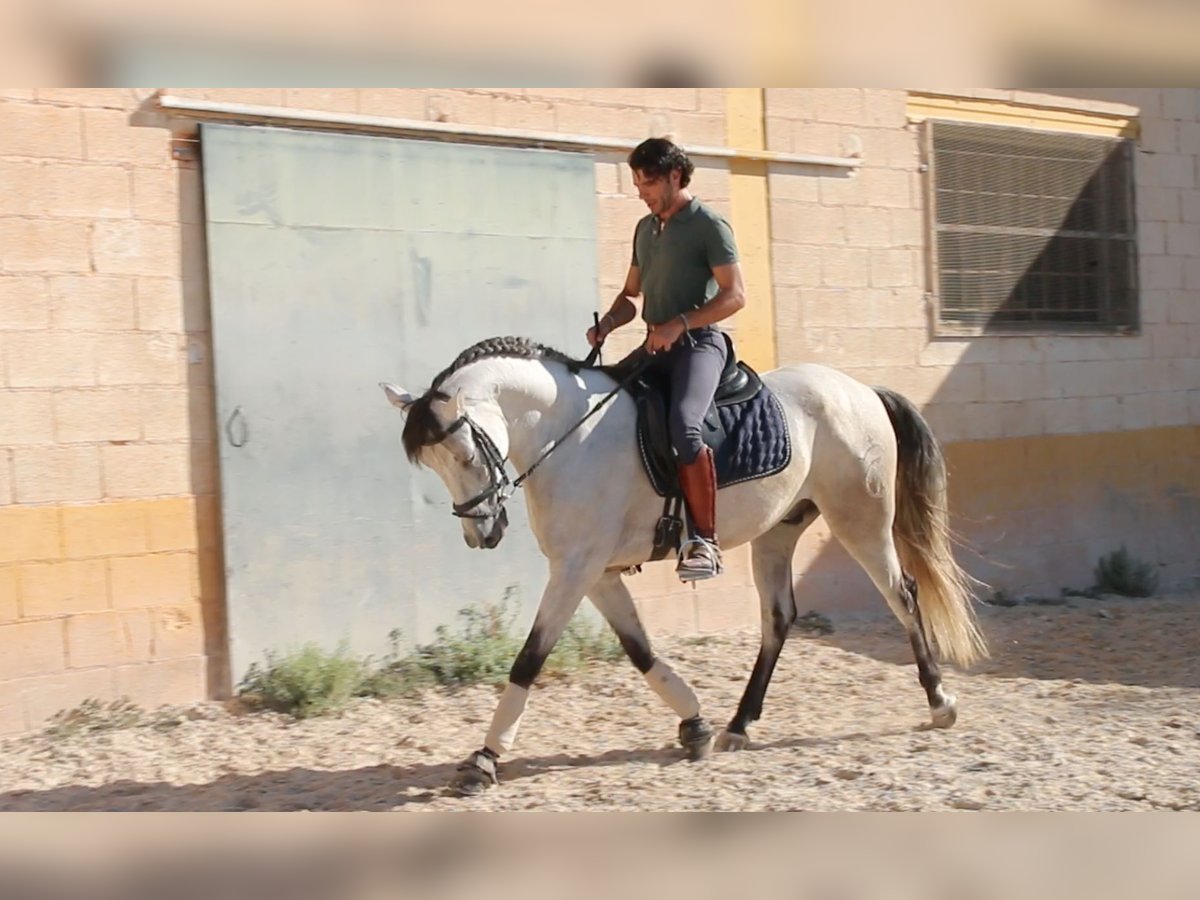 Andalusier Wallach 7 Jahre 155 cm Rotschimmel in D&#xFC;sseldorf