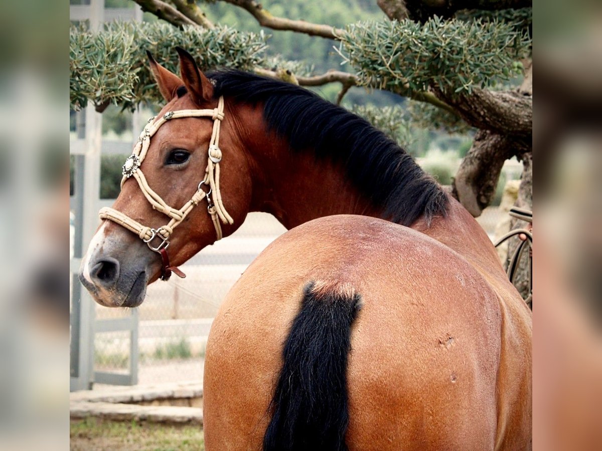 Andalusier Mix Wallach 7 Jahre 158 cm Hellbrauner in Valencia