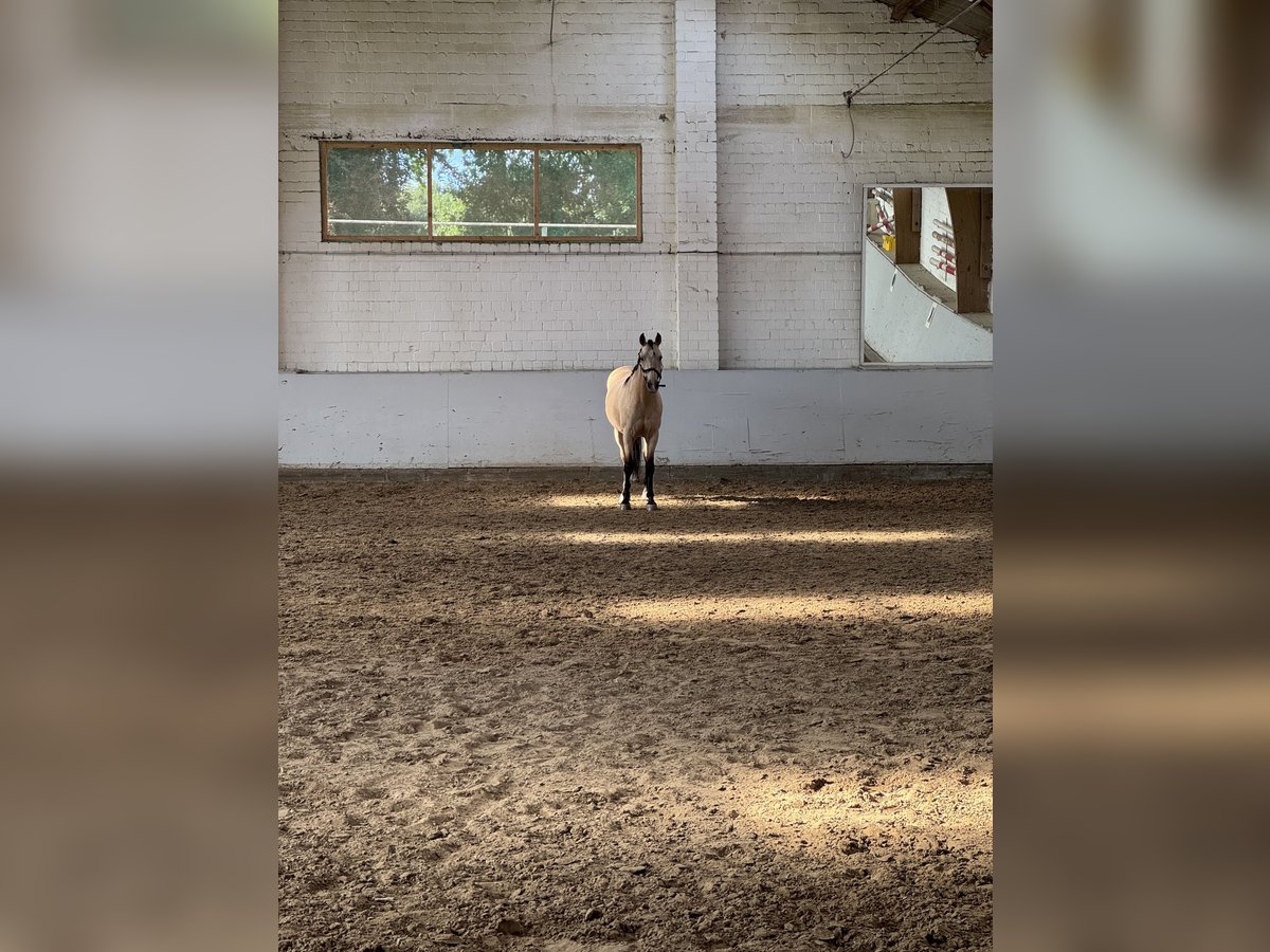 Andalusier Wallach 7 Jahre 160 cm in Bielefeld