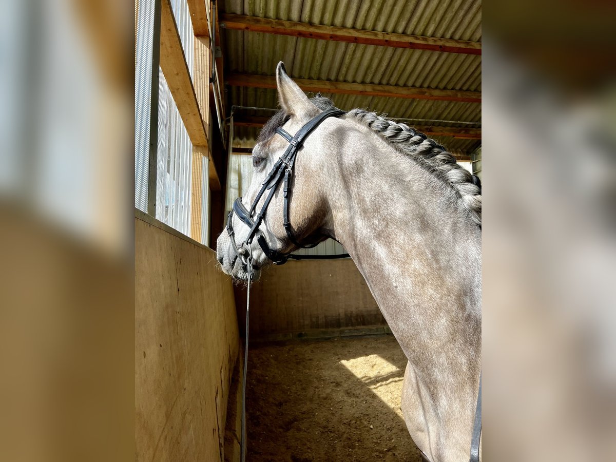Andalusier Wallach 7 Jahre 160 cm Falbe in Hadamar
