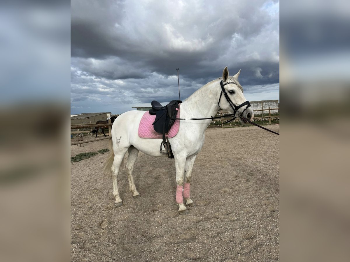 Andalusier Wallach 7 Jahre 160 cm Fliegenschimmel in Mucientes